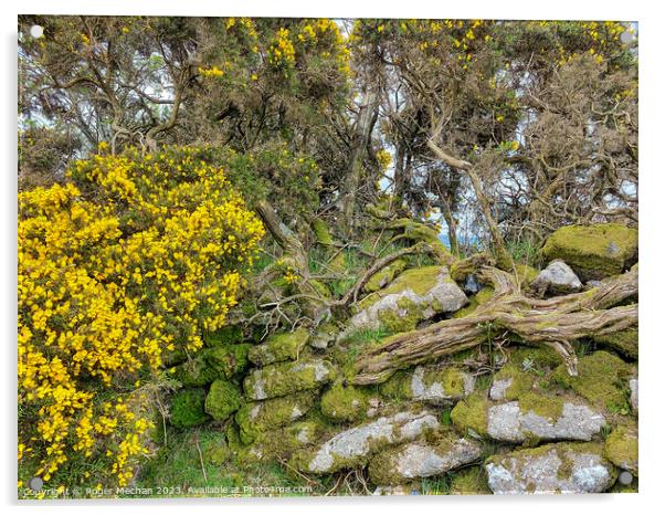 Enchanting Gorse Blooms on Dartmoor Acrylic by Roger Mechan