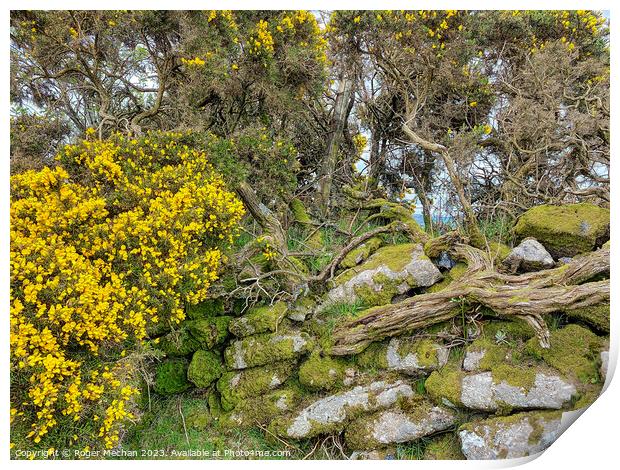 Enchanting Gorse Blooms on Dartmoor Print by Roger Mechan