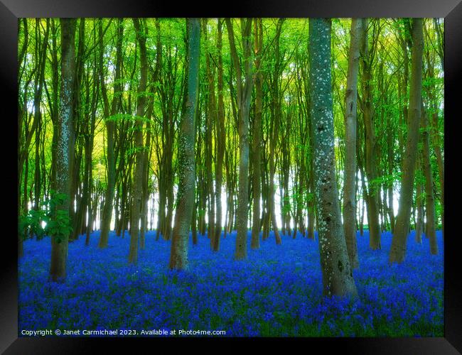 Ancient Bluebell Woods Framed Print by Janet Carmichael
