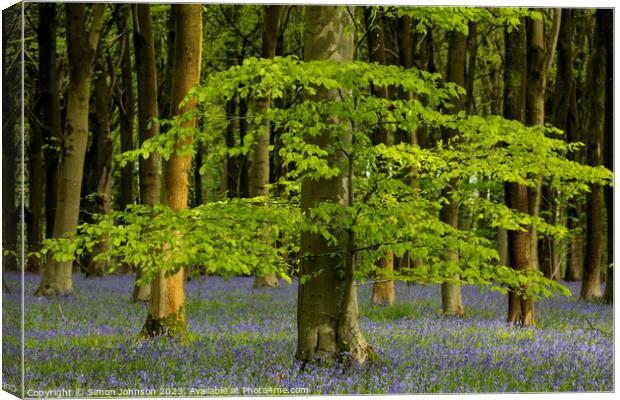 Sunlit tree and bluebells Canvas Print by Simon Johnson