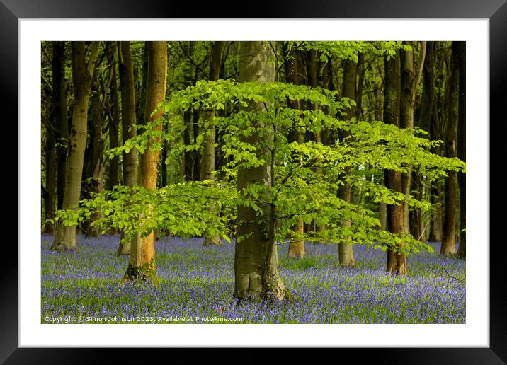 Sunlit tree and bluebells Framed Mounted Print by Simon Johnson