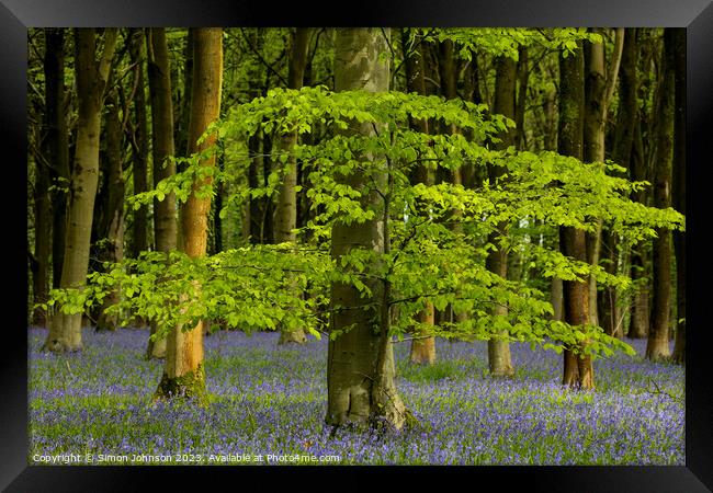 Sunlit tree and bluebells Framed Print by Simon Johnson