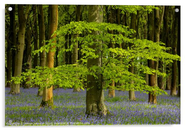 Sunlit tree and bluebells Acrylic by Simon Johnson