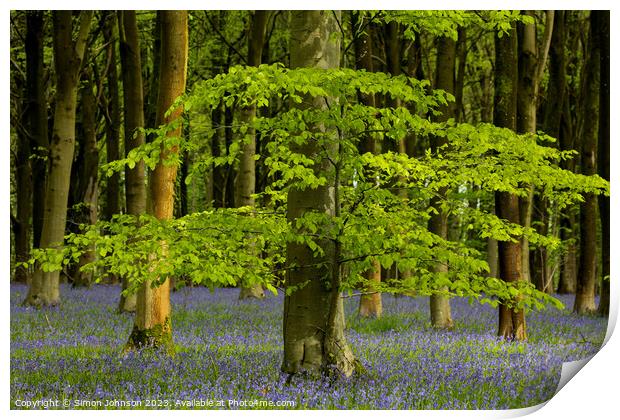 Sunlit tree and bluebells Print by Simon Johnson