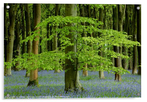 Plant tree Acrylic by Simon Johnson