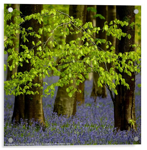 sunlit leaves and bluebells Acrylic by Simon Johnson