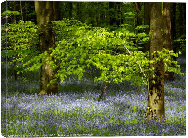 sunlit leaves and bluebells Canvas Print by Simon Johnson