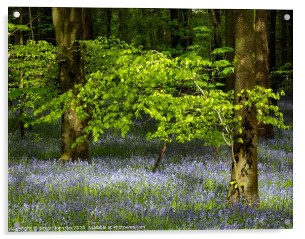 sunlit leaves and bluebells Acrylic by Simon Johnson