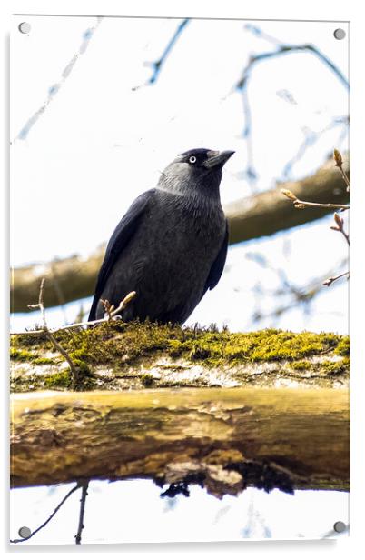 Jackdaw Acrylic by Glen Allen