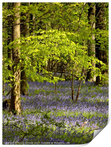 Bluebell Woodland Print by Simon Johnson