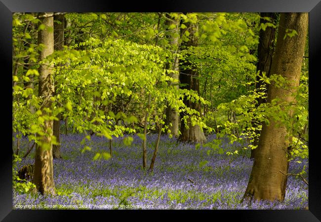 Bluebell Woodland Framed Print by Simon Johnson