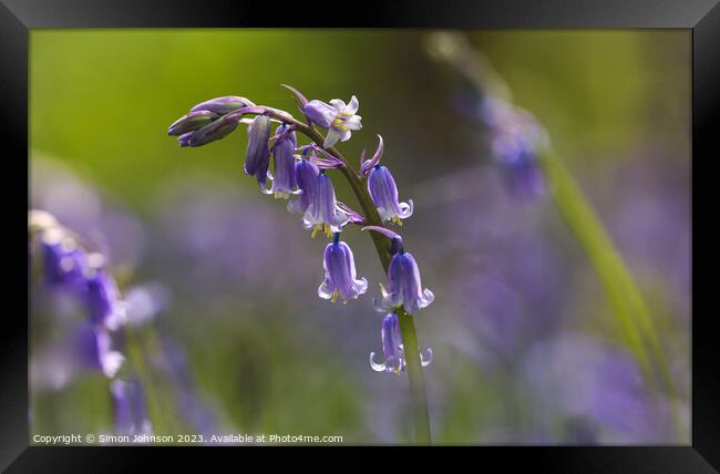 Bluebell Flower  Framed Print by Simon Johnson