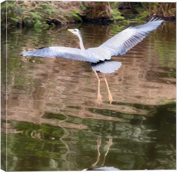 Heron Canvas Print by Glen Allen