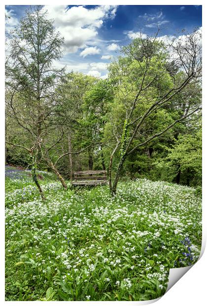 wild garlic seat Print by kathy white