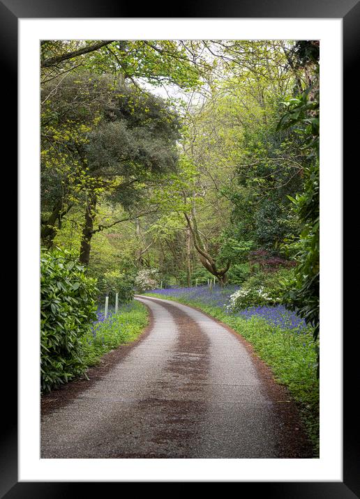 Cornwall country lane bluebells Framed Mounted Print by kathy white