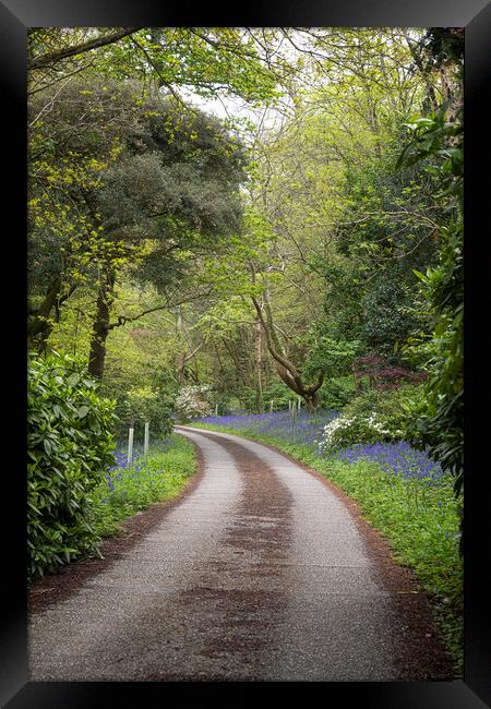 Cornwall country lane bluebells Framed Print by kathy white