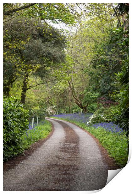 Cornwall country lane bluebells Print by kathy white