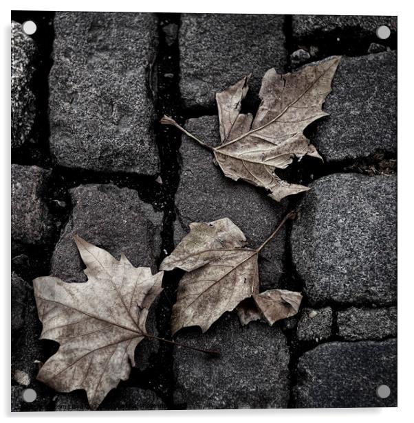 Autumn Leaves Acrylic by Tom Lloyd