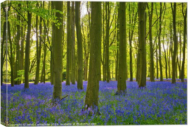 Ancient Bluebell Woods Canvas Print by Janet Carmichael