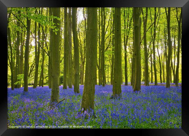 Ancient Bluebell Woods Framed Print by Janet Carmichael