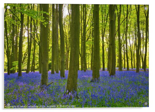 Ancient Bluebell Woods Acrylic by Janet Carmichael