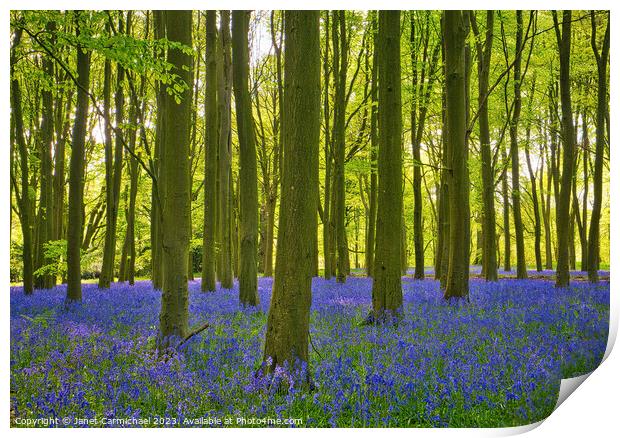 Ancient Bluebell Woods Print by Janet Carmichael