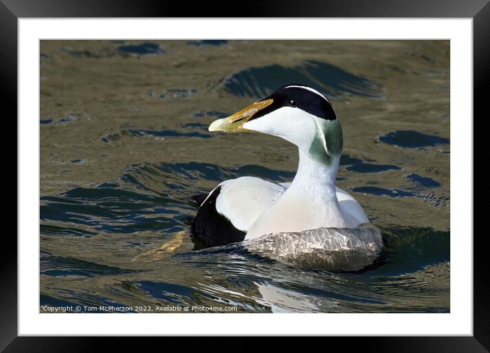 Majestic Common Eider Duck Framed Mounted Print by Tom McPherson