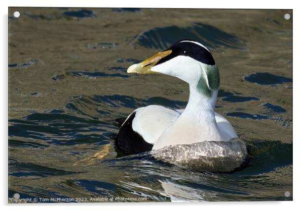 Majestic Common Eider Duck Acrylic by Tom McPherson