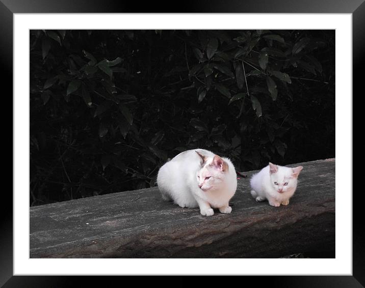 Cats on a log Framed Mounted Print by Hannah Ryder