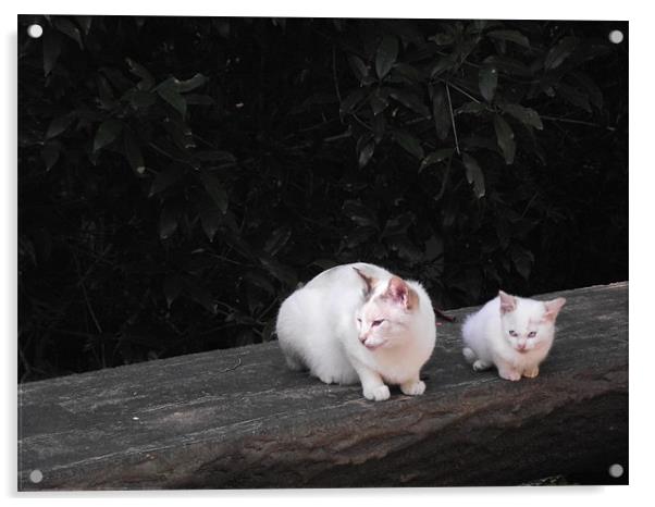 Cats on a log Acrylic by Hannah Ryder