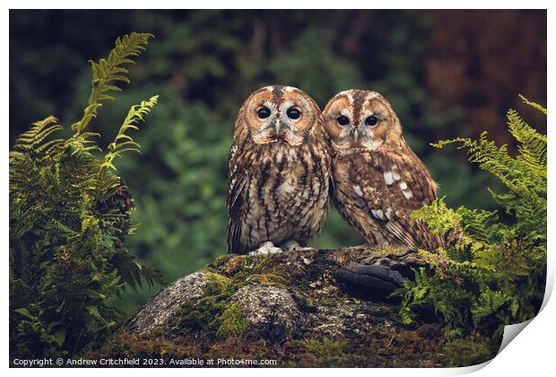 Enchanting Tawny Owls Print by Andy Critchfield