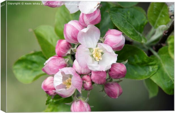 Apple blossom triggers the start of summer Canvas Print by Kevin White