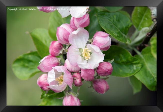 Apple blossom triggers the start of summer Framed Print by Kevin White