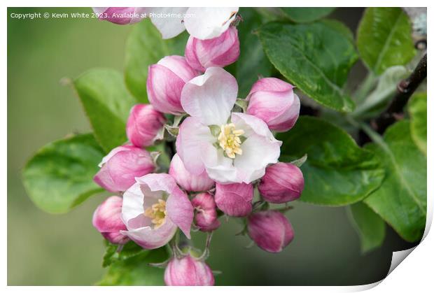 Apple blossom triggers the start of summer Print by Kevin White