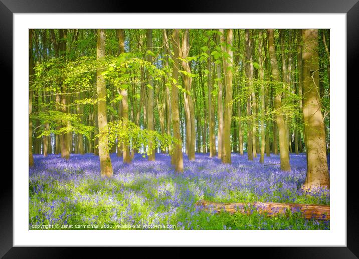 Dappled Sunlight in the Bluebell Woods Framed Mounted Print by Janet Carmichael