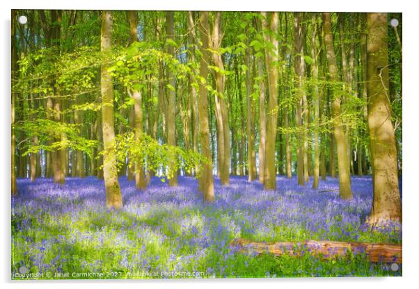 Dappled Sunlight in the Bluebell Woods Acrylic by Janet Carmichael