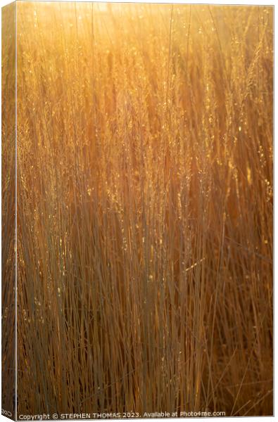Gorgeous Golden Hour Grass Canvas Print by STEPHEN THOMAS