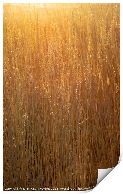 Gorgeous Golden Hour Grass Print by STEPHEN THOMAS