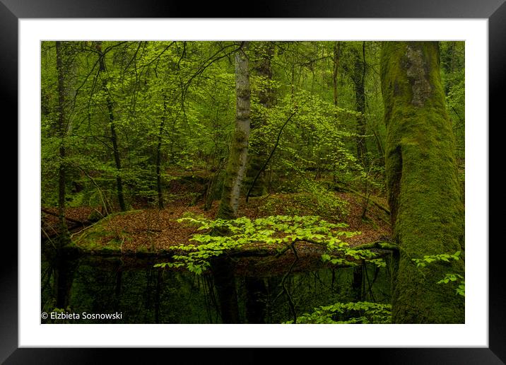 In deep Forest... Framed Mounted Print by Elzbieta Sosnowski