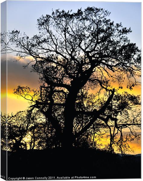 Sunset Tree Canvas Print by Jason Connolly