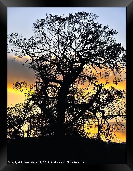 Sunset Tree Framed Print by Jason Connolly