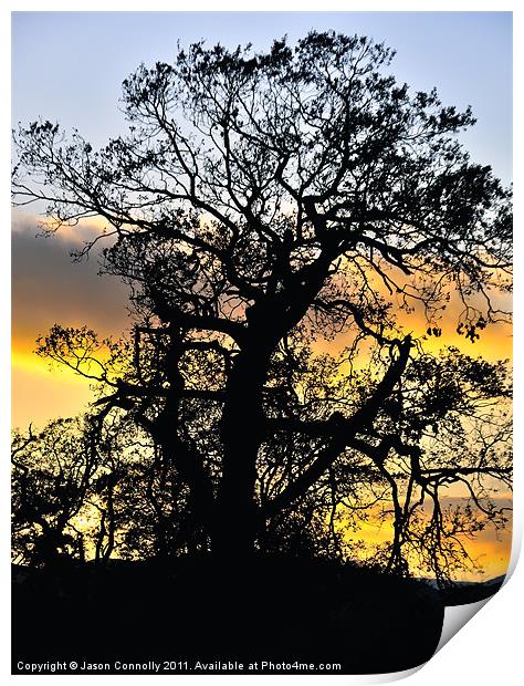 Sunset Tree Print by Jason Connolly