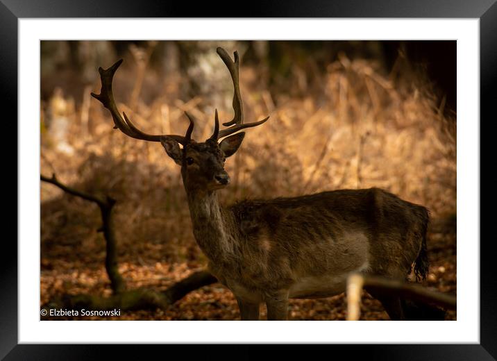 A deer standing in the grass Framed Mounted Print by Elzbieta Sosnowski