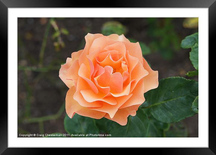 Rose Framed Mounted Print by Craig Cheeseman