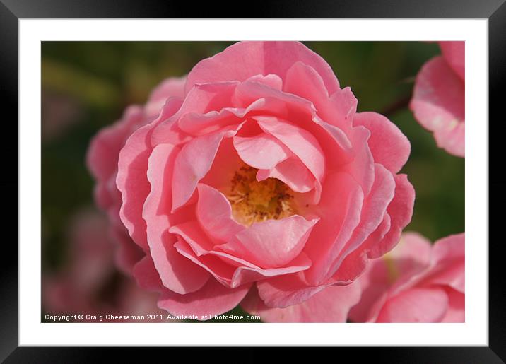 Pink rose Framed Mounted Print by Craig Cheeseman