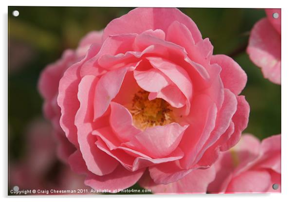 Pink rose Acrylic by Craig Cheeseman