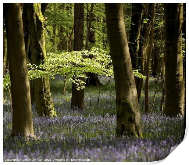 Sunlit leaves and Bluebells  Print by Simon Johnson