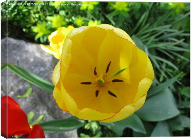 Plant flower Canvas Print by Barbara Rea