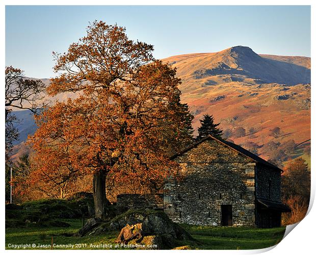 The Tree And Barn, Ambleside Print by Jason Connolly
