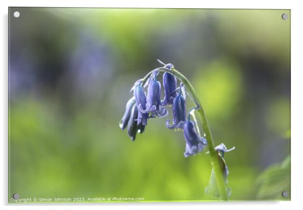 Bluebell Flower  Acrylic by Simon Johnson